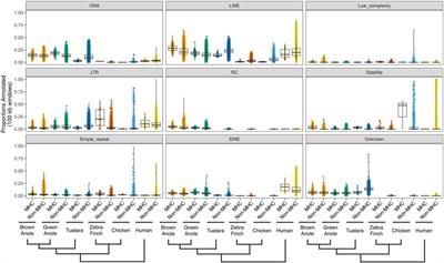 Structure and evolution of the squamate major histocompatibility complex as revealed by two Anolis lizard genomes